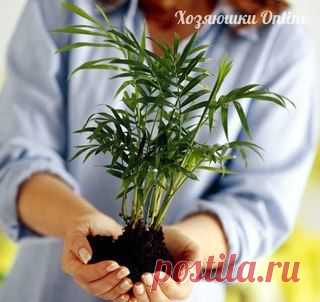 Чем подкармливать комнатные растения?