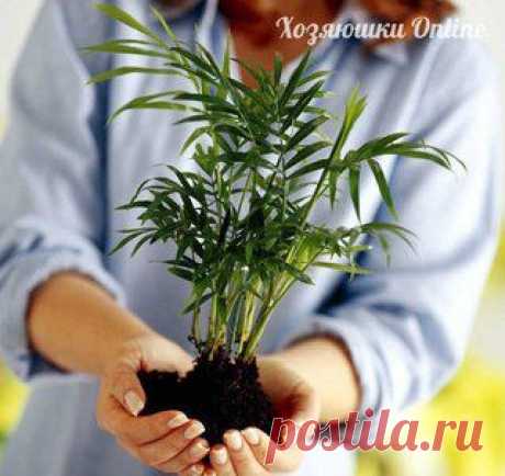 Чем подкармливать комнатные растения?