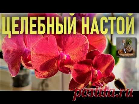 ДЖЕМ  ЧИСТОТЕЛ - ЦЕЛЕБНЫЙ ЧУДО-НАСТОЙ ДЛЯ ЗДОРОВЬЯ И БЫСТРОГО РАЗВИТИЯ ОРХИДЕИ! ЧИСТОТЕЛ УБИВАЕТ НАПОВАЛ!!