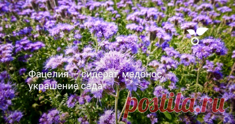 Фацелия — сидерат, медонос, украшение сада Имея неглубокую корневую систему, фацелия разрыхляет почву на глубину 20 см, улучшая ее структуру и воздухопроницаемость. За полтора месяца объем ее надземной массы достигает около 300 кг на 100 кв. м, что по питательности приравнивается к 300 кг навоза.