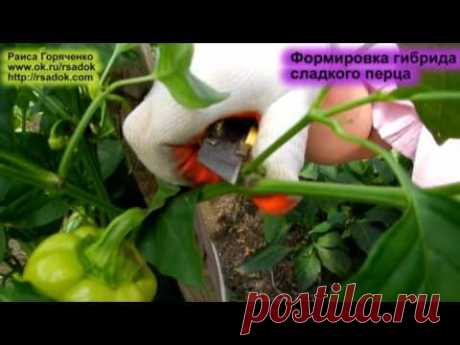 Формировка гибрида сладкого перца - YouTube
