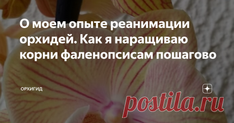 О моем опыте реанимации орхидей. Как я наращиваю корни фаленопсисам пошагово Осенью, когда заметно холодает, особенно актуальными становятся заметки о наращивании корней. Это неудивительно, так как если не перейти на более редкий режим полива, то корни, не успевая выпить всю влагу, начинают портиться. 