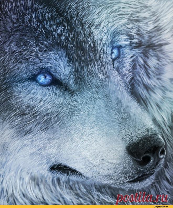 JoyReactor - смешные картинки и другие приколы: комиксы, гиф анимация, видео, лучший интеллектуальный юмор.