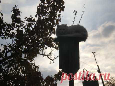 Ожидание добычи