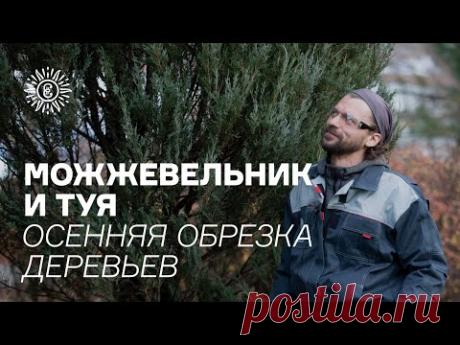 Можжевельник и туя. Осенняя обрезка деревьев