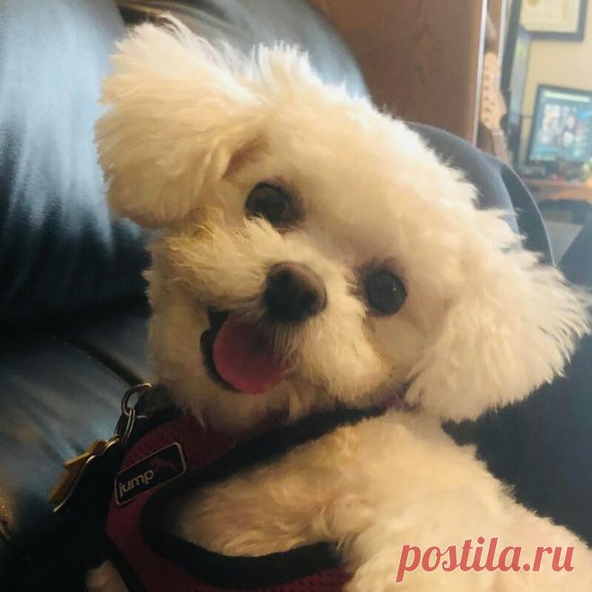 Собаки, дарящие улыбку