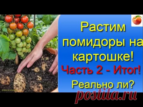 Выращивание помидор на картофеле   результат эксперимента в огороде