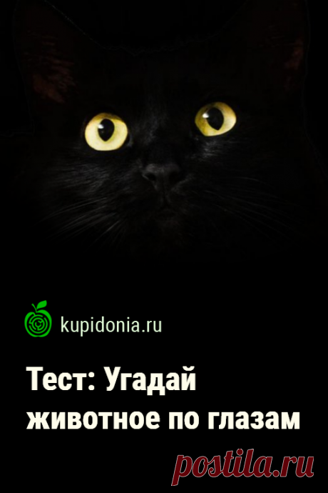 Тест: Угадай животное по глазам. Тест с картинками о животных для проверки вашей визуальной памяти и наблюдательности.