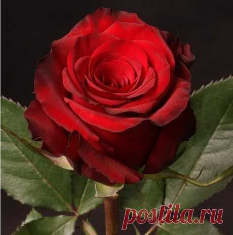РОЗА НА СЧАСТЬЕ