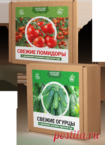 Свежие огурцы и помидоры в домашних условиях круглый год