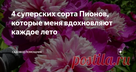 4 суперских сорта Пионов, которые меня вдохновляют каждое лето Я обожаю пионы, ведь их невероятно пышные соцветия-гиганты украшают сад и наполняют его чудесным благоуханием. Аромат пионов вдохновляет и наполняет хорошим настроением, вызывая приятные эмоции. А какие роскошные из них получаются букеты - у меня нет слов.