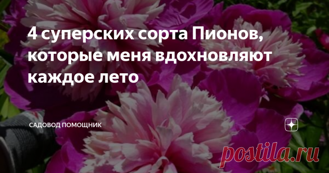 4 суперских сорта Пионов, которые меня вдохновляют каждое лето Я обожаю пионы, ведь их невероятно пышные соцветия-гиганты украшают сад и наполняют его чудесным благоуханием. Аромат пионов вдохновляет и наполняет хорошим настроением, вызывая приятные эмоции. А какие роскошные из них получаются букеты - у меня нет слов.