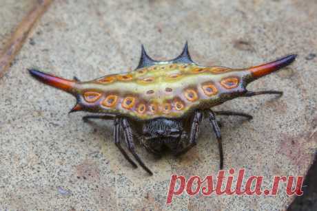 _Z2A0944 Gasteracantha diardi spiny orbweaver. Araneidae