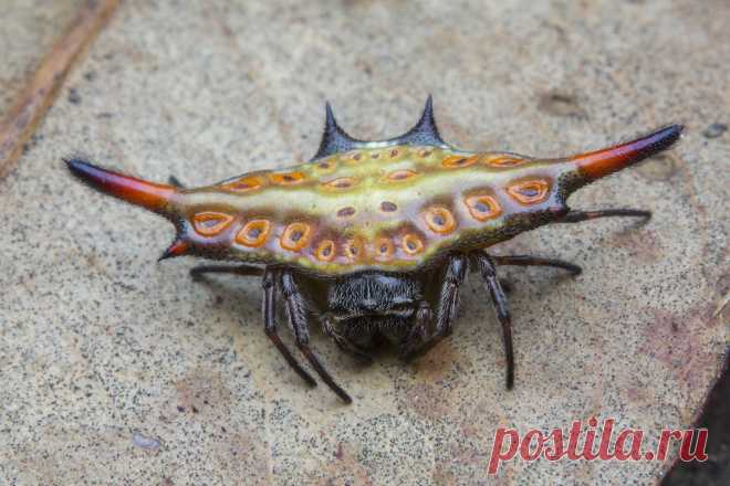 _Z2A0944 Gasteracantha diardi spiny orbweaver. Araneidae