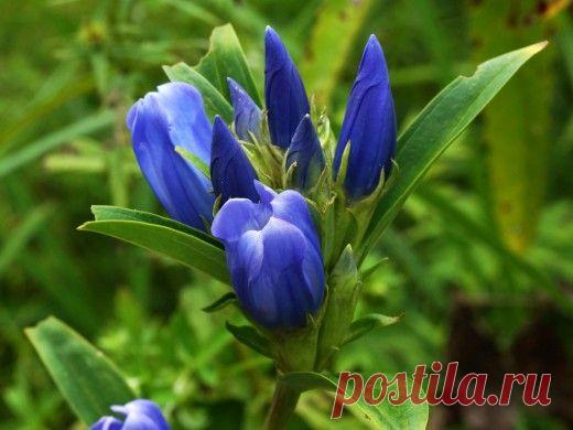 Звезда осенних клумб - ослепительная синева горечавок