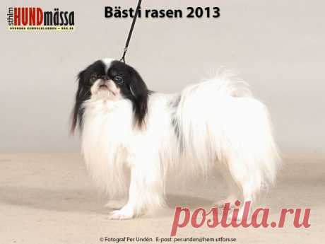 JAPANESE CHIN Domare: INGRAM ANN, IRLAND  C.I.B&NORD UCH FI V-09 FI V-10 NO V-10 NO V-12 NORD JV-06 NORD V-09 SE V-12 JAPPEGÅRDENS SOJO-SOJO  Ägare: REMNEMARK KATARINA, BERGEFORSEN Uppfödare: ORREMARK INGA-LILL, ÅKERSBERGA