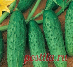 Огурец Феникс - 640 семена - низкая цена, описание, отзывы, продажа