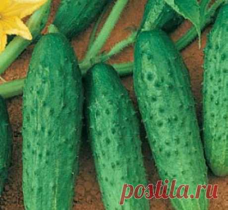 Огурец Феникс - 640 семена - низкая цена, описание, отзывы, продажа