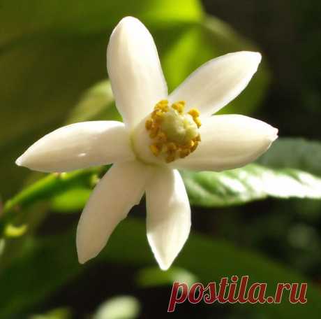 Эфирное масло бергамота легко справится с депрессией, беспокойством и напряжением. Капните его в аромалампу, и комната наполнится освежающим ароматом. | Ветер и Вода