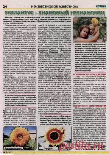 Гелиантус - подсолнух декоративный