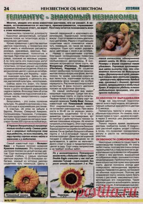 Гелиантус - подсолнух декоративный