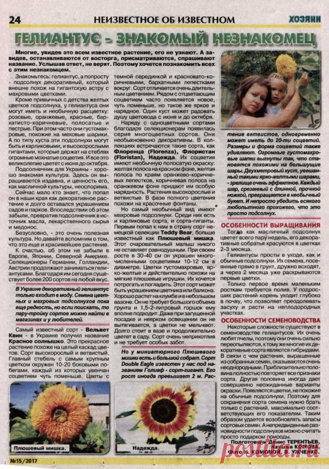 Гелиантус - подсолнух декоративный