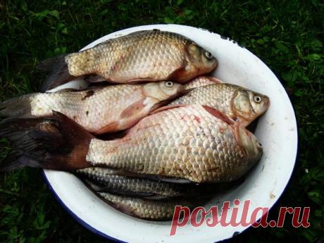 Популярные насадки и наживки для ловли карася. Краткий обзор. Рецепты приготовления - Самоделки для рыбалки своими руками