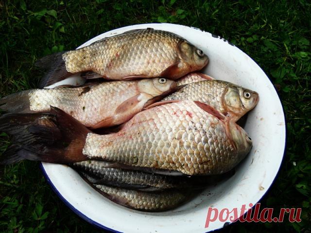 Популярные насадки и наживки для ловли карася. Краткий обзор. Рецепты приготовления - Самоделки для рыбалки своими руками