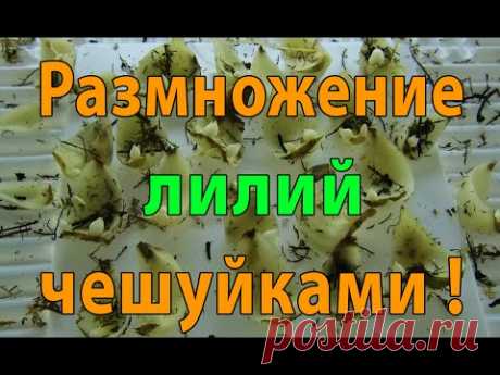 Размножение лилий чешуйками. За 20 дней народились маленькие луковки !!!