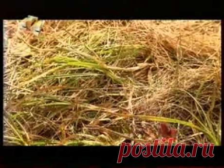 Как зарядить телефон без зарядки в полевых условиях. - gadgettopic.com