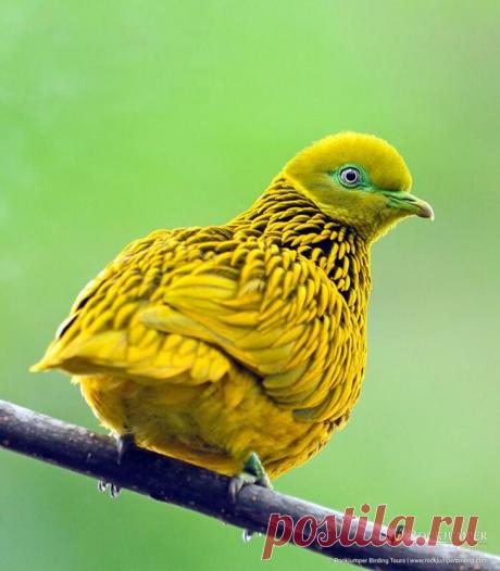 20 красивых видов голубей, которых точно нельзя назвать «крысами» с крыльями