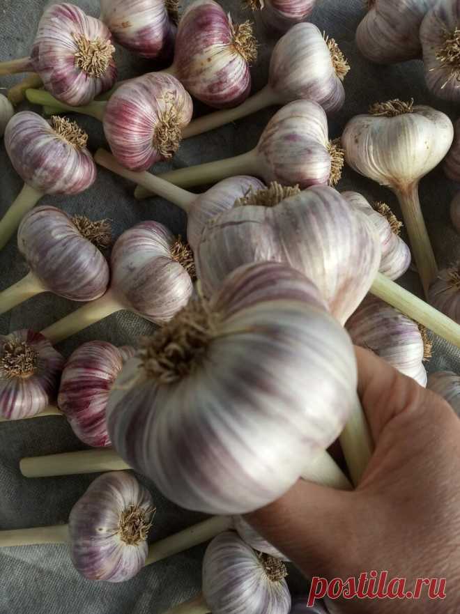 Убираем и готовим к зимнему хранению чеснок. Всё, что нужно - пачка соли и мятые газеты | уДачи! | Яндекс Дзен