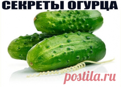 СЕКРЕТЫ ОГУРЦА 
А вы знали, что такой привычный для нас овощ как огурец, который можно вырастить на грядке, либо купить в любом супермаркете, обладает поразительными и непривычными для нас свойствами? Вот несколько рекомендаций о том, как можно использовать обычный огурец в различных жизненных ситуациях:
Огурец содержит все необходимые человеку витамины: В1, В2, В3, В5, В6, витамин С; фолиевую кислоту, железо, кальций, фосфор, магний, калий, цинк.
▶ Чувствуете усталость во второй половине дня? Н
