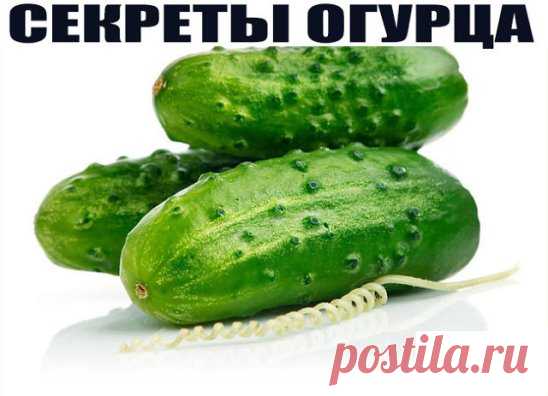 СЕКРЕТЫ ОГУРЦА 
А вы знали, что такой привычный для нас овощ как огурец, который можно вырастить на грядке, либо купить в любом супермаркете, обладает поразительными и непривычными для нас свойствами? Вот несколько рекомендаций о том, как можно использовать обычный огурец в различных жизненных ситуациях:
Огурец содержит все необходимые человеку витамины: В1, В2, В3, В5, В6, витамин С; фолиевую кислоту, железо, кальций, фосфор, магний, калий, цинк.
▶ Чувствуете усталость во второй половине дня? Н