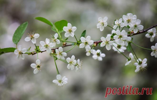 Вишневый цвет