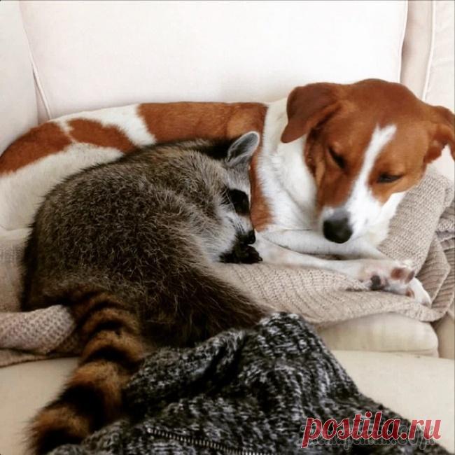 Попробуйте посмотреть этот пост и ни разу не улыбнуться Мы призываем: давайте улыбаться! 
На улице холодно, солнышко совсем не греет, а так хочется тепла и хорошего настроения.
Мы хотим внести в Ваши будни радость и улыбку и с этой целью посмотрите наш пос...