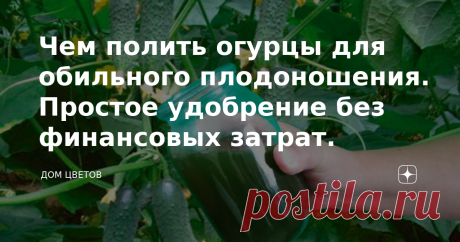Чем полить огурцы для обильного плодоношения. Простое удобрение без финансовых затрат.     Вот и лето в разгаре. На смену дождям пришла самая настоящая жара. До засухи еще далеко, но буквально все огородные культуры требуют к себе повышенное внимание.     Погодные условия благоприятны для всякой огородной нечисти. Тут тебе и капустная блошка с белокрылками, и колорадский жук с тлей и огуречными комариками.     Сегодня речь пойдет об огурцах. Как по мне – это самое нежное р...