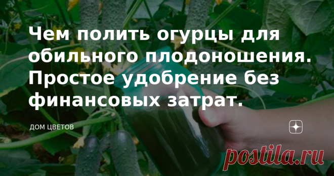 Чем полить огурцы для обильного плодоношения. Простое удобрение без финансовых затрат.     Вот и лето в разгаре. На смену дождям пришла самая настоящая жара. До засухи еще далеко, но буквально все огородные культуры требуют к себе повышенное внимание.     Погодные условия благоприятны для всякой огородной нечисти. Тут тебе и капустная блошка с белокрылками, и колорадский жук с тлей и огуречными комариками.     Сегодня речь пойдет об огурцах. Как по мне – это самое нежное р...