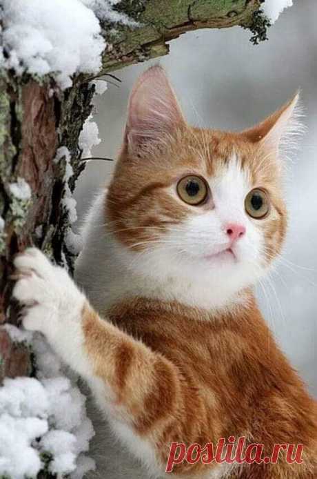 Зима катит глаза....
________________________
Доброе утро, друзья!..))