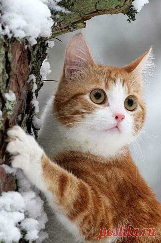 Зима катит глаза....
________________________
Доброе утро, друзья!..))