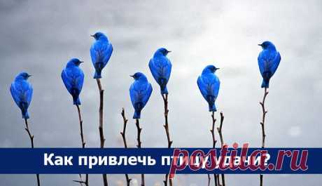 Как привлечь птицу удачи? ~ Эзотерика и самопознание