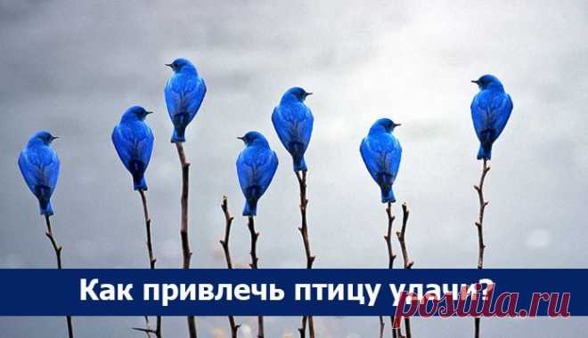 Как привлечь птицу удачи? ~ Эзотерика и самопознание