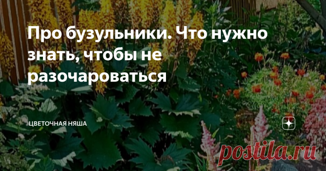 Про бузульники. Что нужно знать, чтобы не разочароваться Статья автора «Цветочная няша» в Дзене ✍: Слово-то какое - бузульники. Мои домочадцы все время удивляются, как я умудряюсь помнить эти названия.
