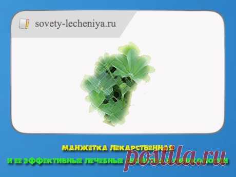 Манжетка лекарственная и ее эффективные лечебные свойства в гинекологии