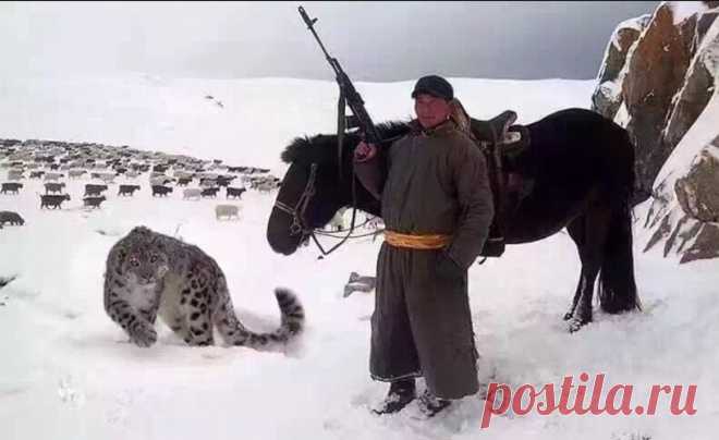 Потрясающая, почти фантастическая история... 
В середине восьмидесятых в совершенно глухих местах на границе китайской Гоби с монгольским Алтаем нашли золото. В огромном, больше пятисот тонн металла, месторождении.
Золото было не россыпным, кото…