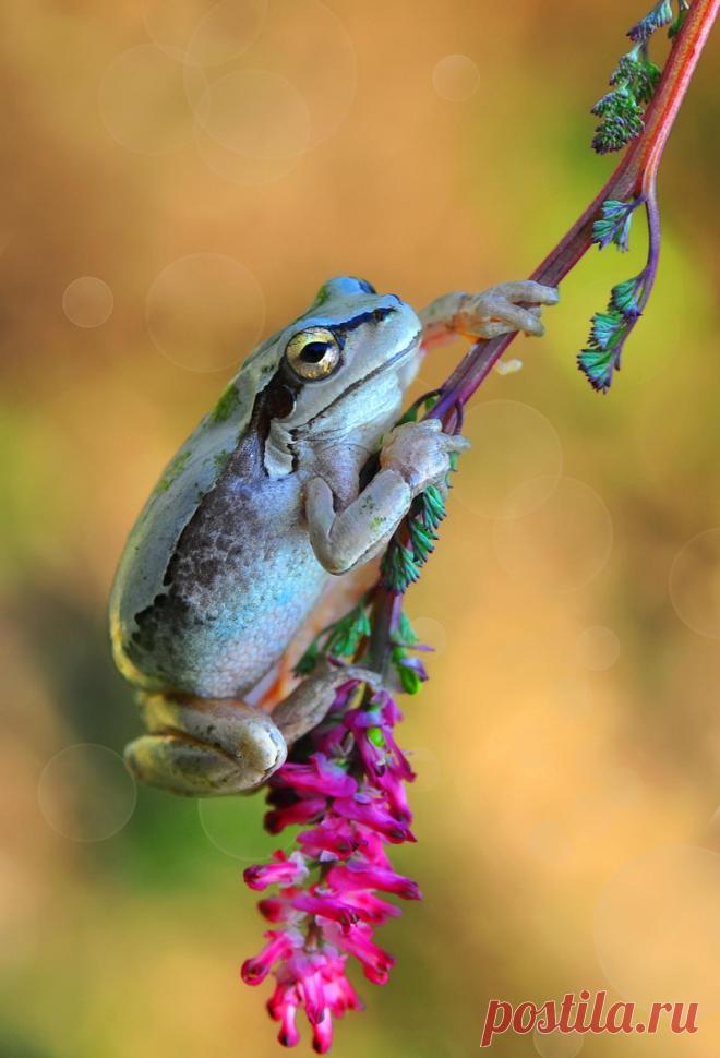 Artistic-realistic nature - 💙 Tree frog on 500px by Mustafa Öztürk, Turkey...