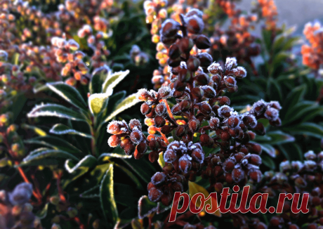 Календарь сезонных работ в саду: декабрь - Planetalsad