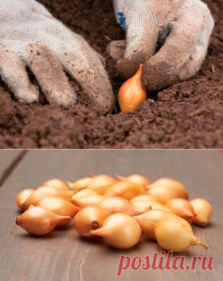 Выращивание озимого репчатого лука Трой