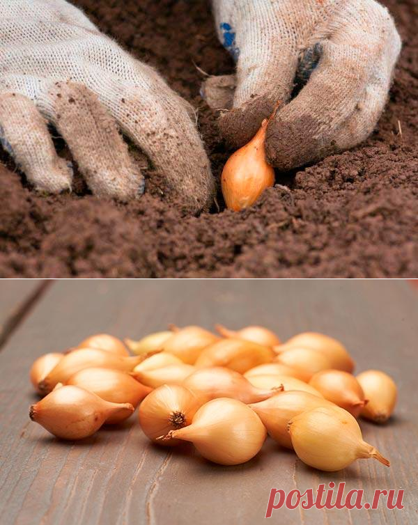 Выращивание озимого репчатого лука Трой