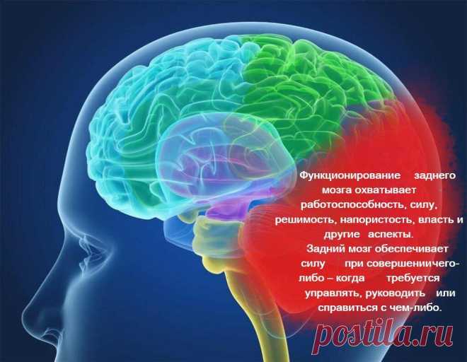Это Упражнение развивает энергию и напор, уверенность и решительность, мудрость, осознание качества и ценности, воображения.
Упражнение Разделите мозг на три больших отдела. Задняя часть, передняя и верхняя часть. Затем начинаем концентрироваться по несколько минут на каждом отделе с желанием пробудить каждую клетку мозга. Состояние должно быть при этом спокойное, концентрация должна иметь...
Читай пост далее на сайте. Жми ⏫ссылку выше